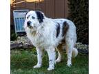Adopt CIVIC a Great Pyrenees