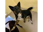 Adopt FORREST (Neutered!) a German Shepherd Dog, Australian Shepherd