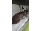 Adopt Astrance a Chocolate Other/Unknown / Mixed rabbit in Montreal