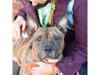 Adopt HONEY BISCUIT a Brindle - with White Pit Bull Terrier / Mixed dog in New