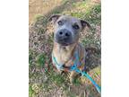 Adopt Willy Wonka a Pit Bull Terrier, Mixed Breed