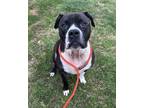 Adopt Cole a Pit Bull Terrier, Mixed Breed