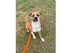 Adopt Gatsby a Pit Bull Terrier, Mixed Breed