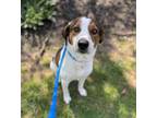 Adopt Manny a Hound, Mixed Breed