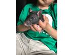 Adopt Hershey (bonded with Oh Henry) a Black Rat / Mixed small animal in
