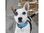 Adopt BUSTER a White - with Tan, Yellow or Fawn Cattle Dog / Mixed Breed