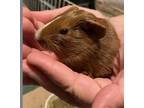Adopt Mally a Guinea Pig small animal in Las Vegas, NV (38465468)