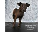 Adopt PADDINGTON a Labrador Retriever, Mixed Breed
