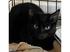 Adopt Trixie a All Black Domestic Shorthair / Mixed cat in Cumming