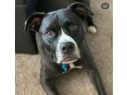 Adopt Titus a Black - with White American Staffordshire Terrier / Mixed dog in