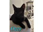 Adopt Ozzy a All Black Domestic Shorthair (short coat) cat in Crestview