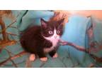Adopt Spade a Black & White or Tuxedo Domestic Shorthair (short coat) cat in New