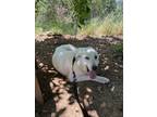 Adopt LUNA a White Great Pyrenees / Mixed dog in Yuba city, CA (38314713)