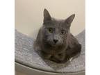 Adopt Linnie a Gray or Blue Domestic Shorthair (short coat) cat in Chicago
