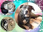 Adopt Reuben a Brindle - with White Pit Bull Terrier / Mixed dog in Buffalo