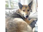 Adopt Mustafa a German Shepherd Dog, Siberian Husky