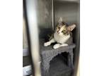 Adopt Taylor a White Domestic Shorthair / Mixed cat in Richmond, IN (38308278)
