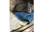 Adopt Cally a Gray, Blue or Silver Tabby Domestic Shorthair / Mixed cat in