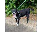 Adopt Buster a Black Labrador Retriever / Mixed Breed (Medium) / Mixed dog in
