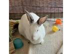 Adopt Rosalie a Himalayan / Mixed rabbit in Port Richey, FL (35402255)