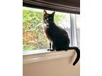 Adopt Rev a All Black Domestic Shorthair (short coat) cat in San Luis Obispo