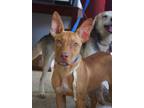 Adopt Gypsy a Brown/Chocolate - with White Mixed Breed (Medium) / Mixed dog in