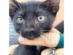 Adopt Dude a All Black Domestic Shorthair / Mixed cat in St.