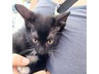 Adopt Guy a All Black Domestic Shorthair / Mixed cat in St.