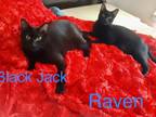 Adopt Blackjack/Raven a Bombay, Maine Coon