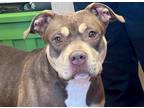 Adopt Hazel a Brown/Chocolate - with White American Pit Bull Terrier / Mixed dog