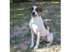 Adopt Woody a White Mixed Breed (Large) / Pointer / Mixed dog in Tyler