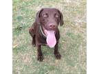 Adopt Nutella a Chocolate Labrador Retriever, Mixed Breed