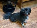 Adopt Bo Turner a Shih Tzu