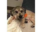 Adopt Behr a Mixed Breed