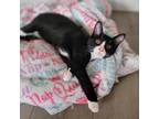 Adopt Hemlock a Black & White or Tuxedo Domestic Shorthair (short coat) cat in