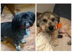 Adopt Bo & Behr a Shih Tzu, Mixed Breed