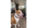 Adopt Apollo a White - with Tan, Yellow or Fawn American Staffordshire Terrier /