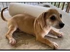 Adopt Cinnabon a Tan/Yellow/Fawn Dachshund / Mixed dog in Dallas, TX (38313325)