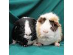 Adopt Golden a Guinea Pig small animal in Urbana, IL (37896420)