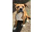 Adopt Milo a Boxer, Mixed Breed