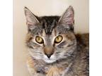Adopt Mavis a Tortoiseshell Domestic Shorthair / Mixed cat in Morgan Hill