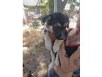 Adopt Alfalfa a Shepherd (Unknown Type) / Mixed dog in PAHRUMP, NV (38301385)