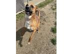 Adopt Maui a Black Mouth Cur, Mixed Breed