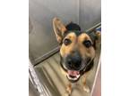 Adopt Nico a German Shepherd Dog, Mixed Breed