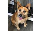 Adopt Dorito a Red/Golden/Orange/Chestnut Australian Cattle Dog / Mixed dog in