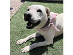 Adopt Blue Bell a White Shar Pei / Mixed dog in Rio Rancho, NM (34024433)