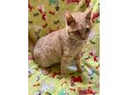 Adopt Clark a Orange or Red Tabby Domestic Shorthair (short coat) cat in Burton