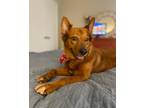 Adopt Lady a Brown/Chocolate Australian Kelpie / Mixed dog in Dallas/Fort Worth