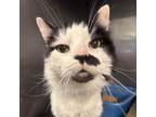 Adopt Lynx - Senior Sweetheart a Black & White or Tuxedo Domestic Mediumhair