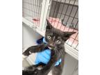 Adopt Criss Angel a Black & White or Tuxedo Domestic Shorthair (short coat) cat